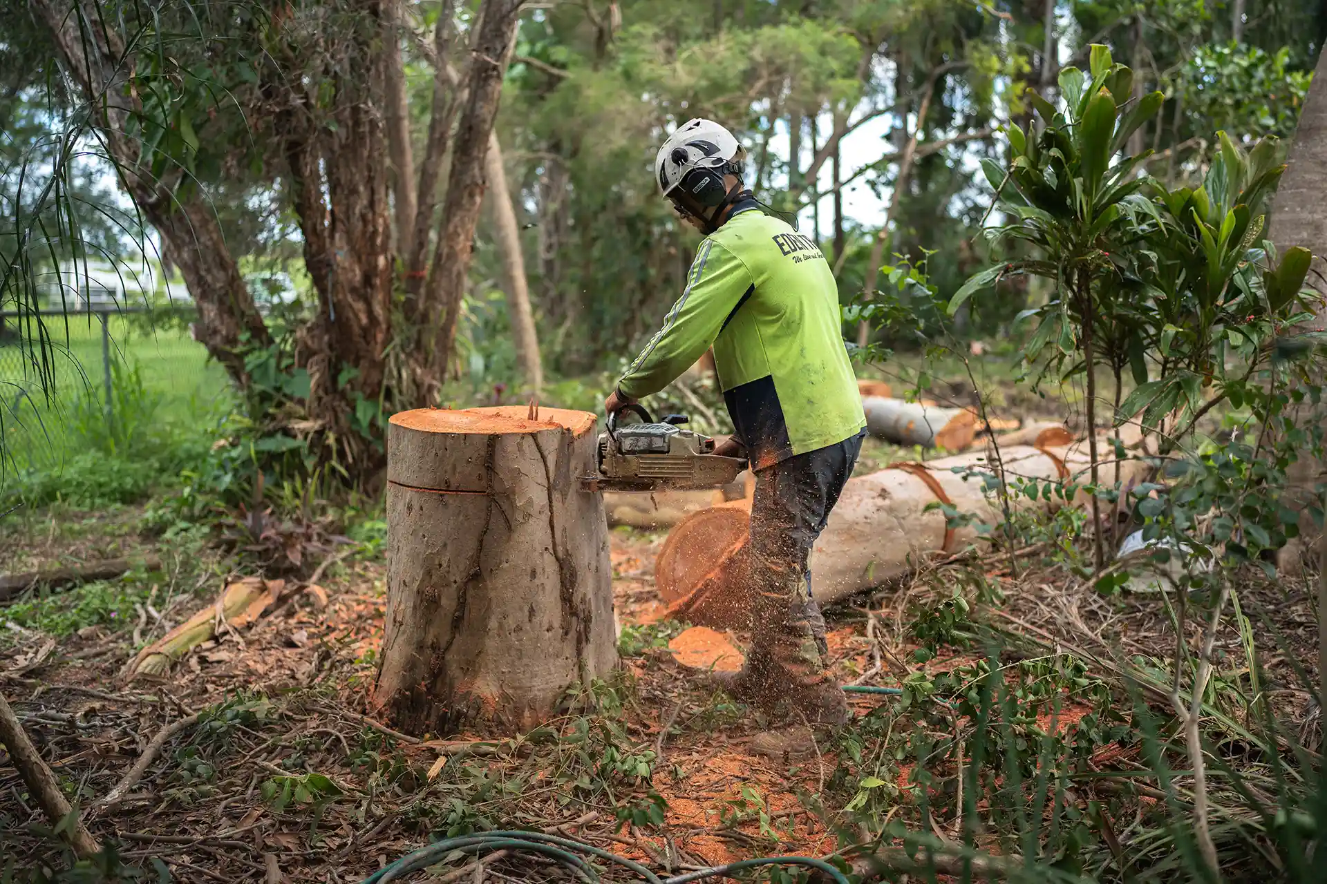 Professional Tree Removal in Southeast Queensland - Eden Trees Arboriculture Services