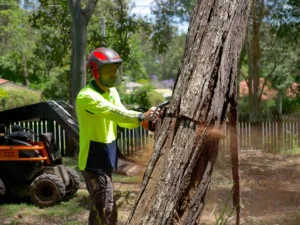 What to Do When a Tree Has Fallen Near Your Property