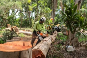 Eden Trees on a Tree Removal job near Logan QLD