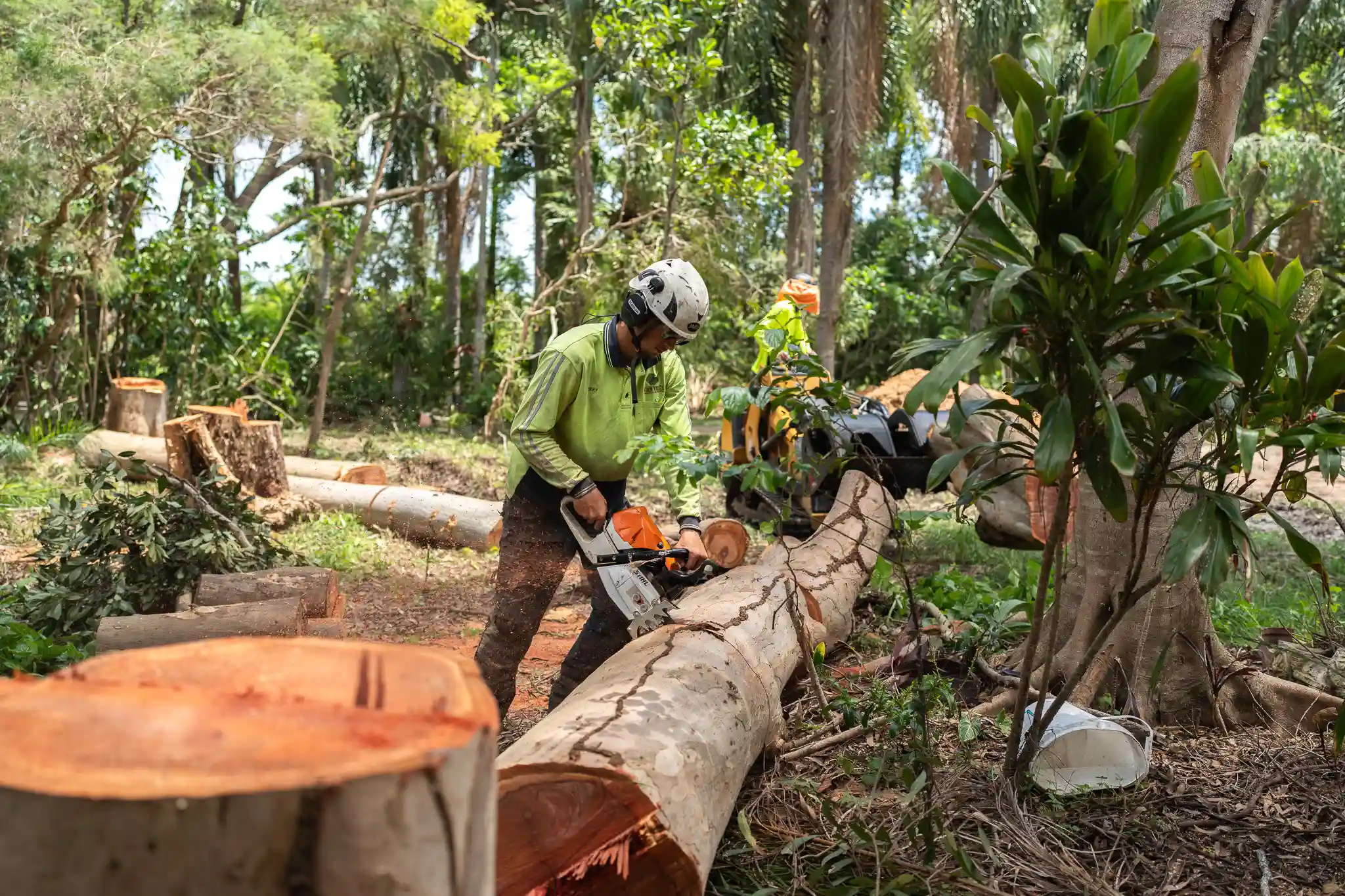 Eden Trees on a Tree Removal job near Logan QLD