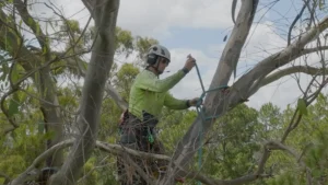 Understanding the Seasonal Tree Pruning Cycle